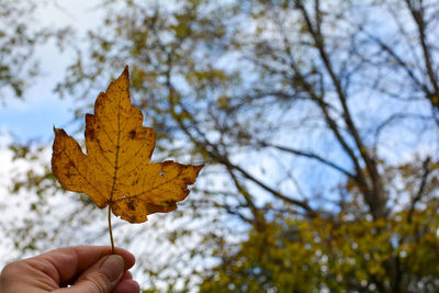 Autumn leaf held by one hand, in front of blurred trees