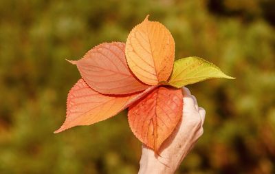 Close-up of maple leaf on plant