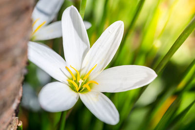 Close-up of white flower