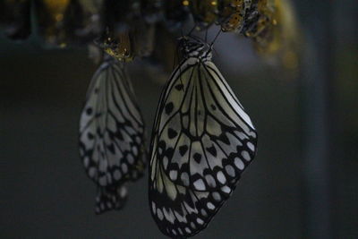 Close-up of butterfly on leaf