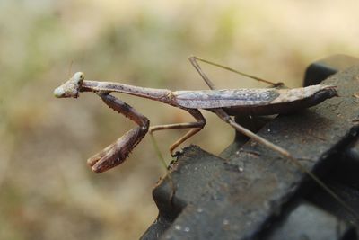 Close-up of insect