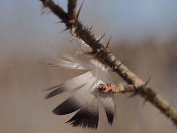 Close-up of an insect on spider web