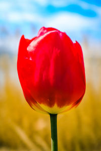 Close-up of red tulip