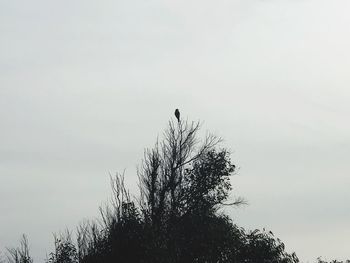 Low angle view of bird perching on a tree