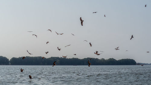 Flock of birds flying over sea