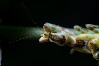 Close-up of insect against black background