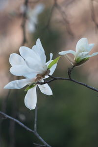 Close-up of white flowering plant