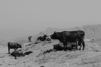 Cows grazing on field against clear sky