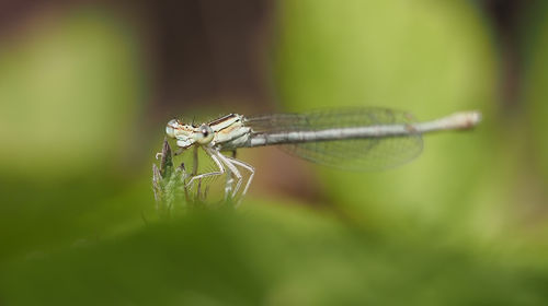 Close-up of dragonfly