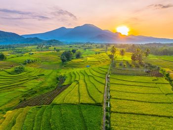 Scenic view of agricultural field against sky during sunset