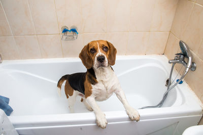 Dog in bathroom