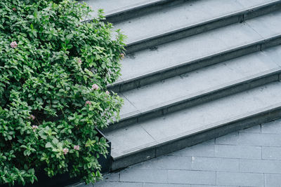 Low angle view of ivy on wall