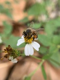 Close-up of bee pollinating on flower