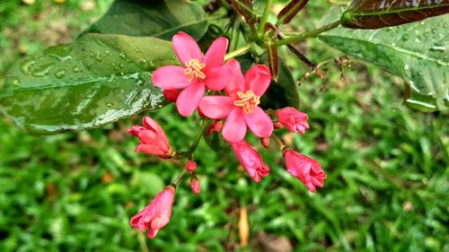 Close-up of red flowers blooming outdoors