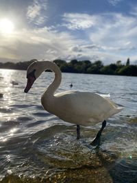 Swan in a lake