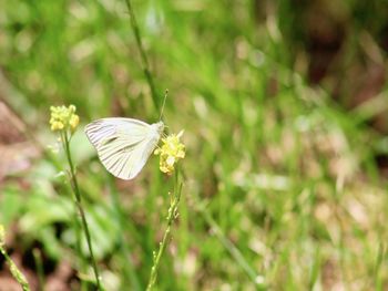 Close-up of butterfly on white flower