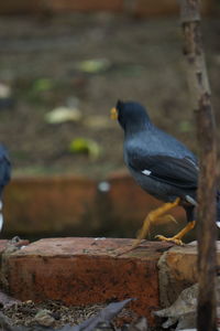 Close-up of bird perching on wood