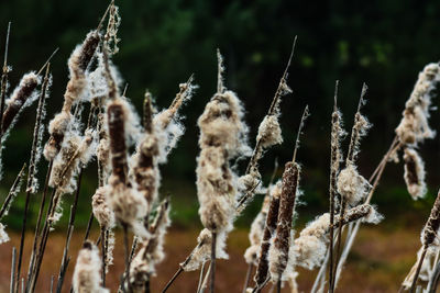 Close-up of dry plants on field