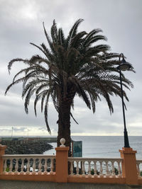 Palm tree by swimming pool against sky