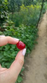 Close-up of woman hand holding red rose