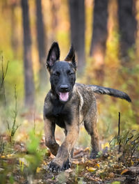 Portrait of dog standing on field