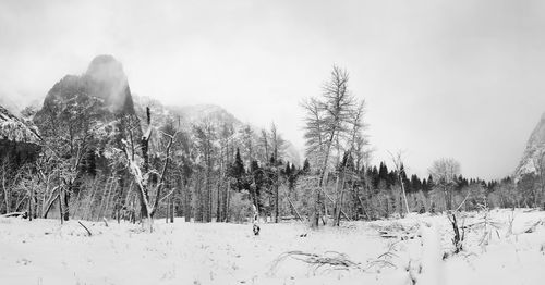 Panoramic view of trees on landscape against sky