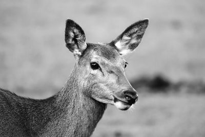 Close-up of deer on field