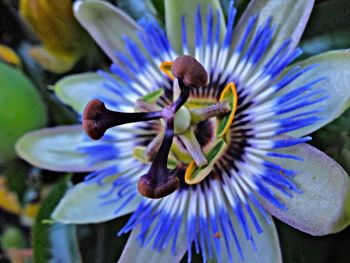 Close-up of purple flower