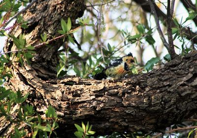 Close-up of bird perching on tree