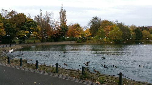 Bird flying over calm lake