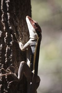 Close-up of insect on white background