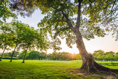 Trees on field against sky