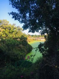 Scenic view of lake amidst trees against sky