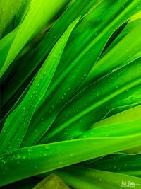 Full frame shot of leaf