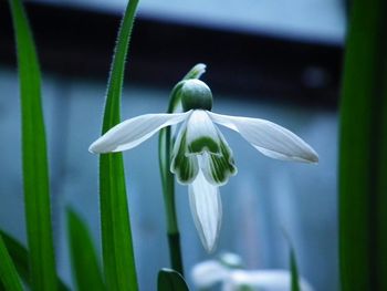 Close-up of white flowers