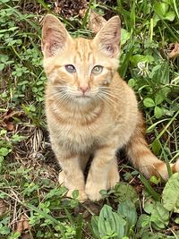 Portrait of a cat on field