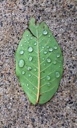 Close-up of raindrops on leaves