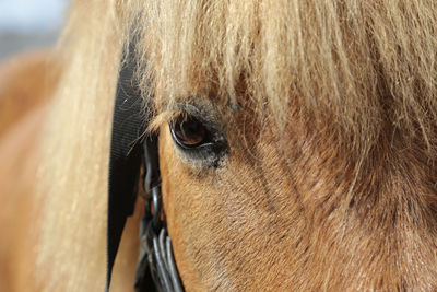 Close-up of a horse