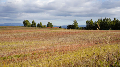 Scenic view of field against sky