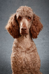 Close-up portrait of dog against white wall