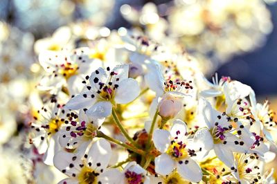 Close-up of white flowers blooming outdoors