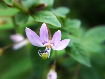 Close-up of flower blooming outdoors