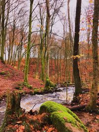 Trees in forest during autumn