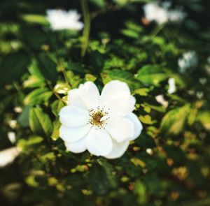 Close-up of white flower