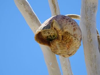 Low angle view of a turtle against the sky