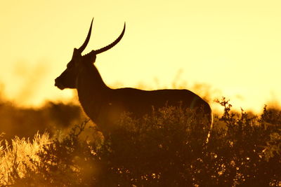 Silhouette deer standing on field against sky during sunset