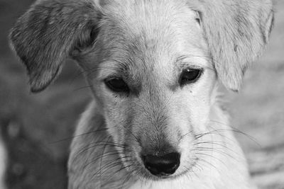 Close-up portrait of dog