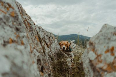 Portrait of dog on rock against sky