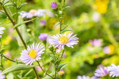 Close-up of flowering plant