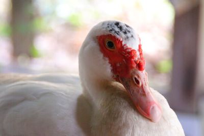 Close-up of a duck